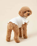 Apricot Toy Poodle wearing an ivory ribbed pet turtleneck with satin ruffle sleeves, shown from a rear three-quarter view.