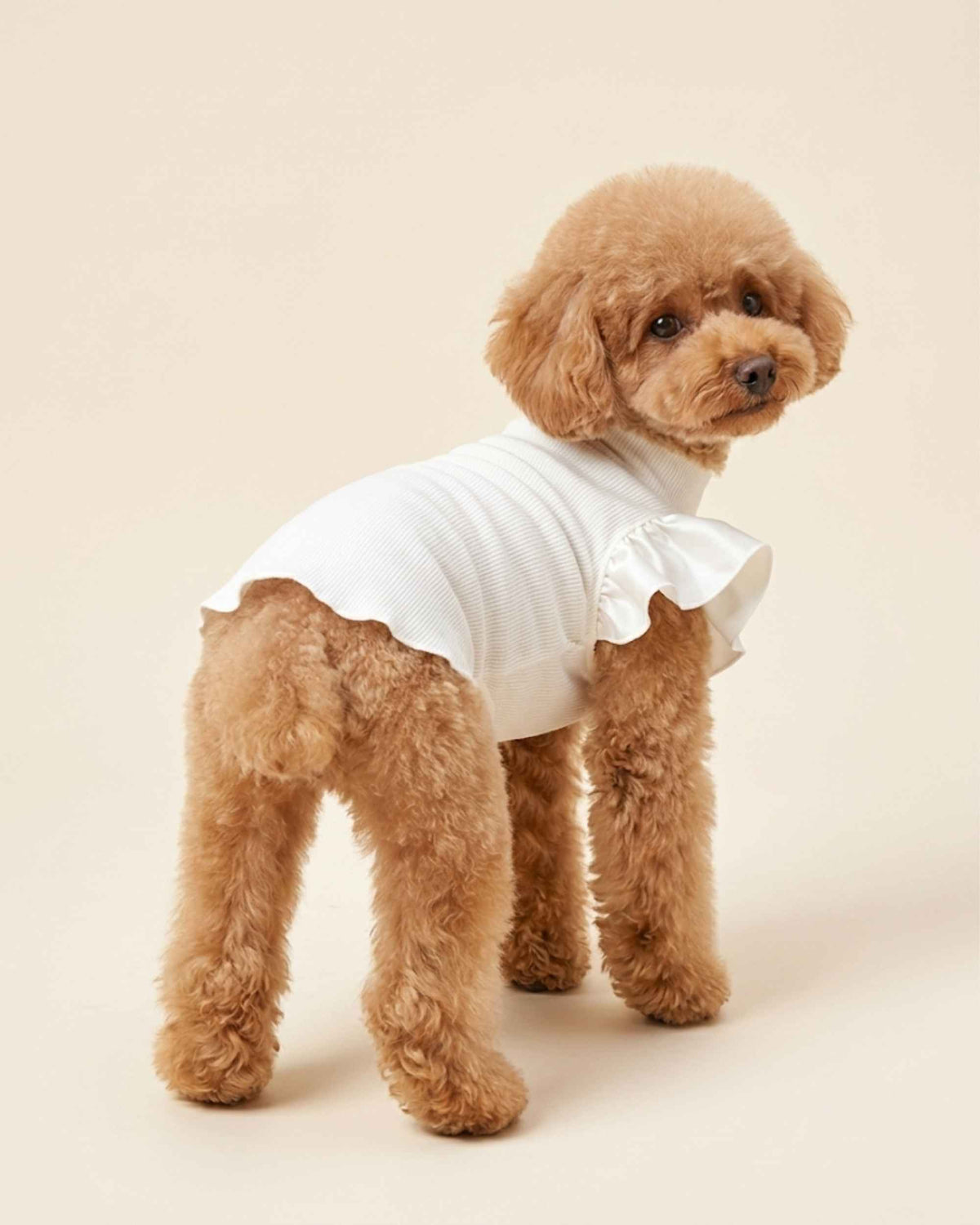Apricot Toy Poodle wearing an ivory ribbed pet turtleneck with satin ruffle sleeves, shown from a rear three-quarter view.
