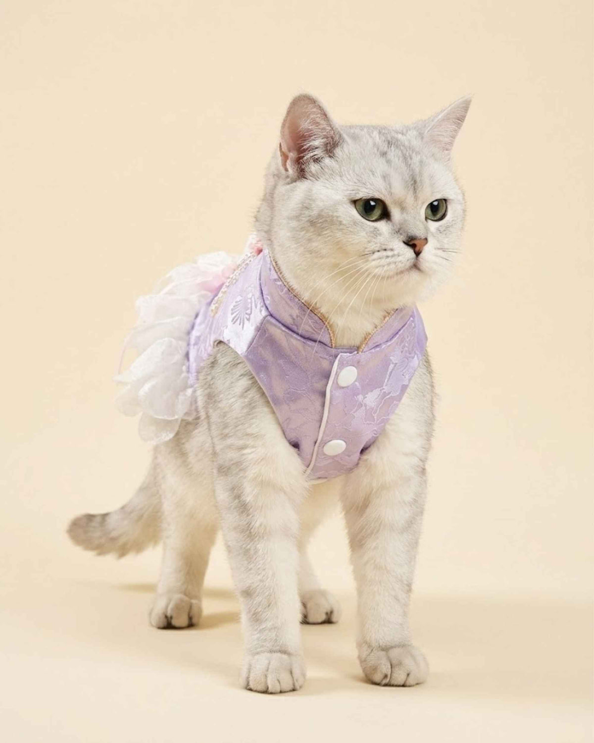Silver shaded cat standing in a lavender jacquard pet dress with a high neckline and front snap-button closure.