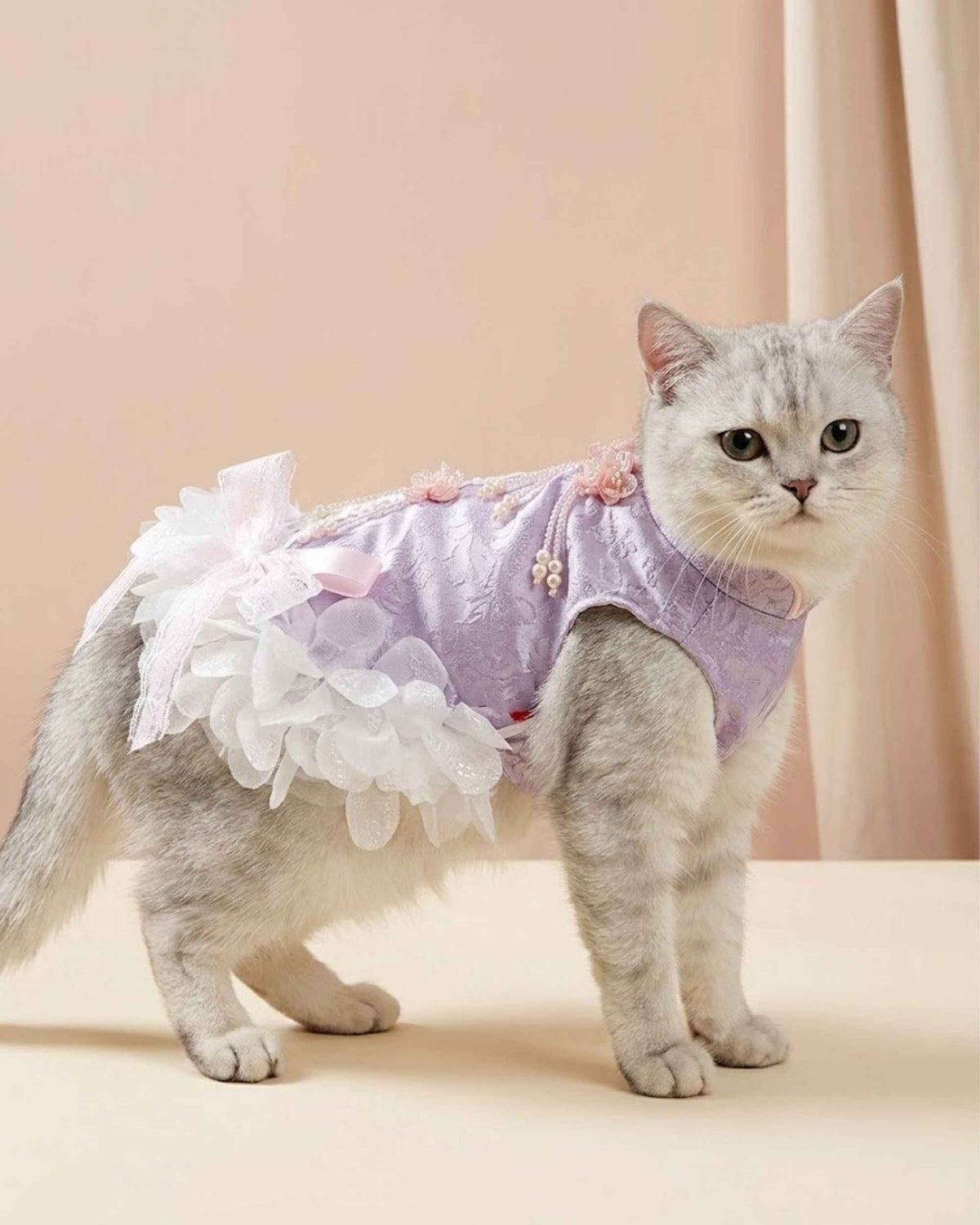 Pet wearing occasion dress in a celebration setting