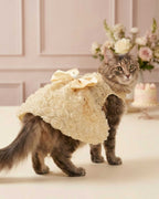 Editorial studio photography of a cat wearing the champagne rose lace pet dress in an elegant celebratory setting.