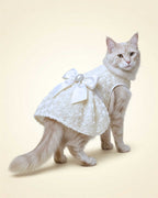 A fluffy cream-colored cat wearing a white lace pet dress with a large white bow and a decorative pearl-like center, photographed against a seamless white studio background.