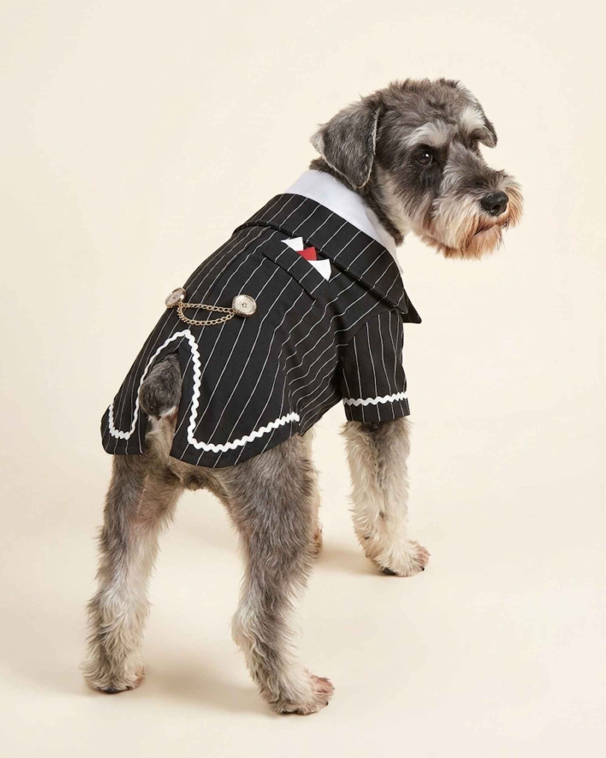 Salt-and-pepper Schnauzer modelling the Midnight Black pinstripe pet tailcoat with split tails and decorative chain