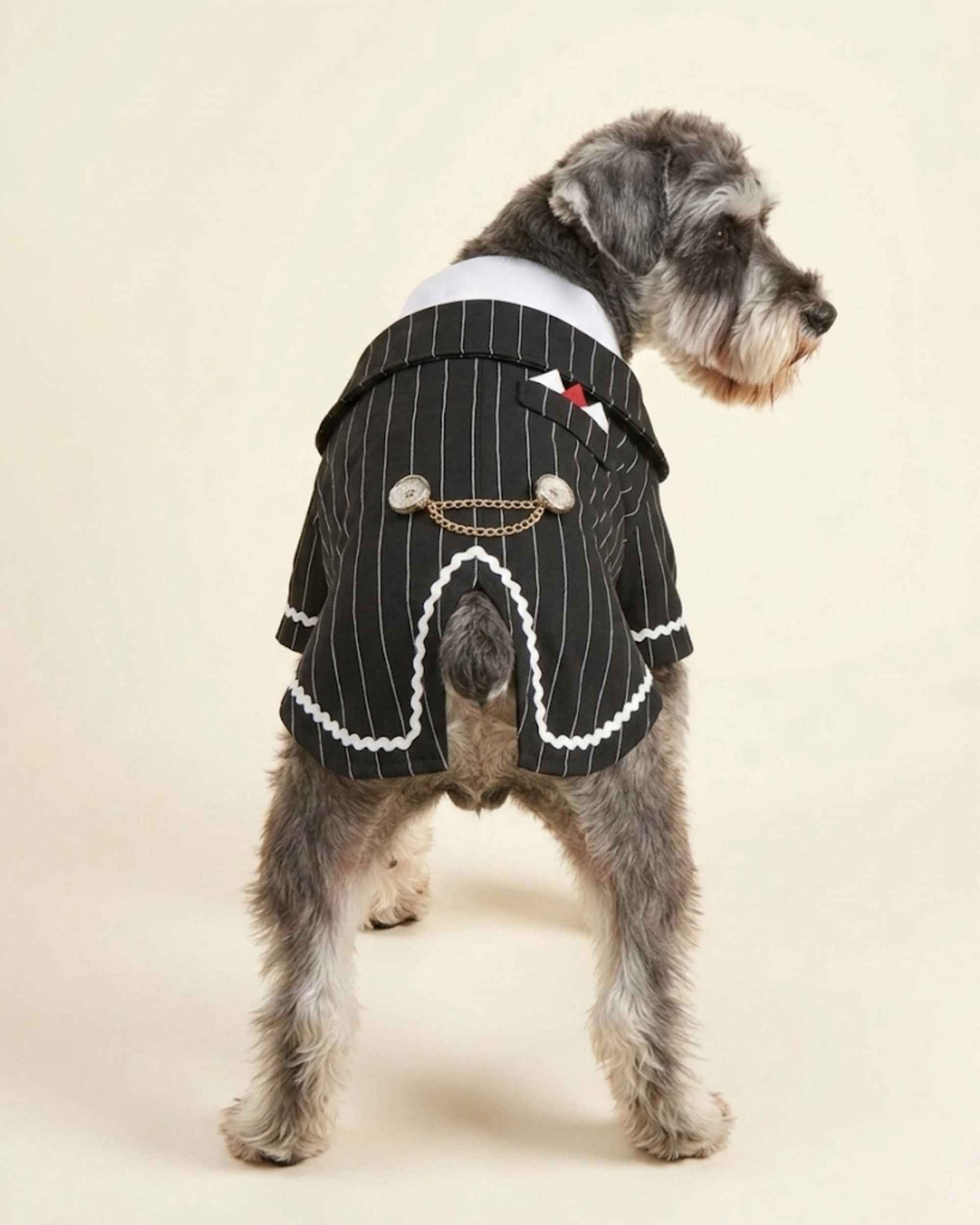 Rear view of the Midnight Black pinstripe pet tailcoat showing split tails, pocket detail and decorative chain