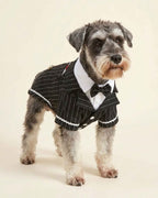 Front view of the Midnight Black pinstripe pet tailcoat with white shirt collar, bow tie and snap-button fastening