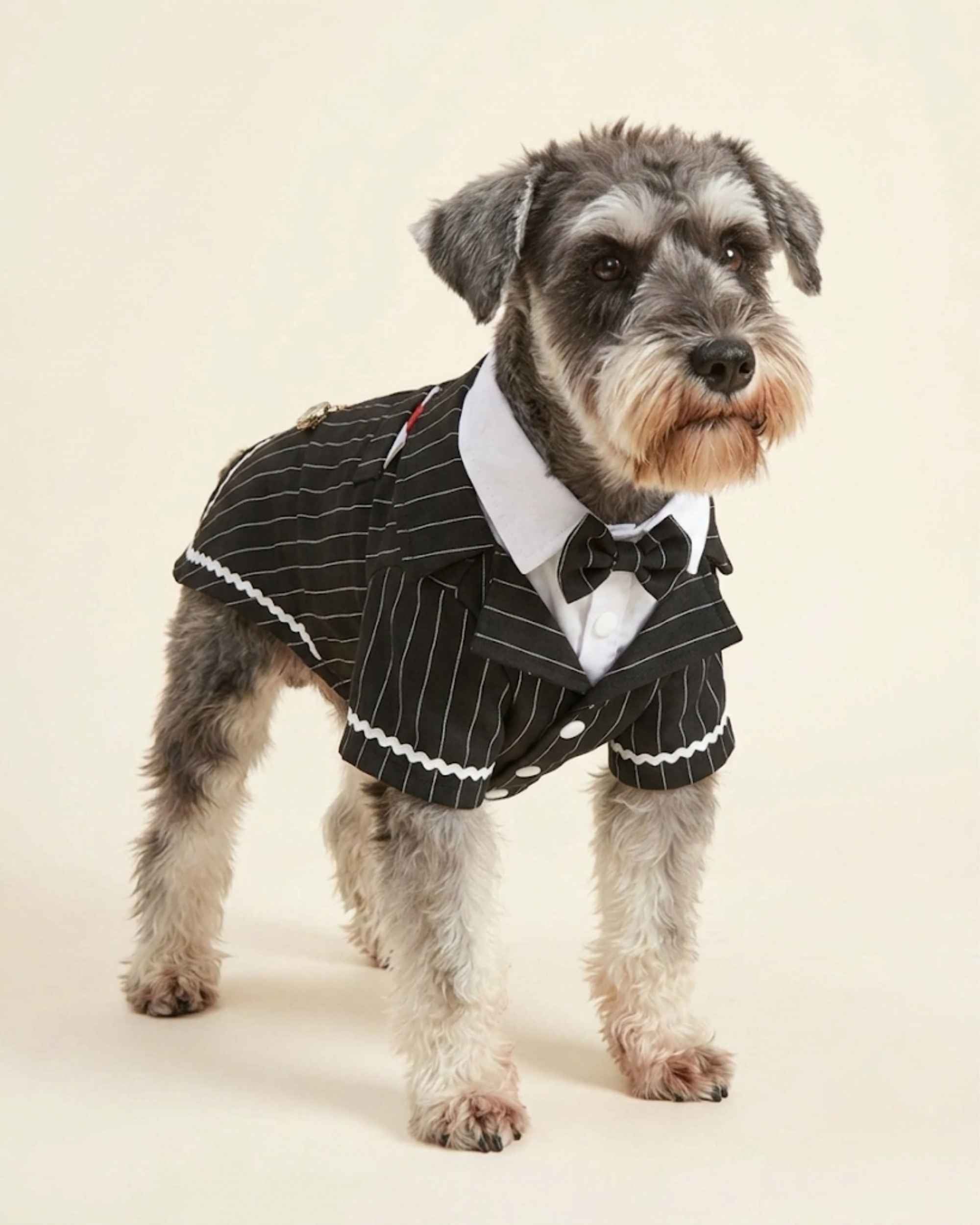 Front view of the Midnight Black pinstripe pet tailcoat with white shirt collar, bow tie and snap-button fastening