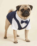 Front three-quarter view of a pug wearing the navy pinstripe pet waistcoat with white shirt, bow tie and tailored lapels