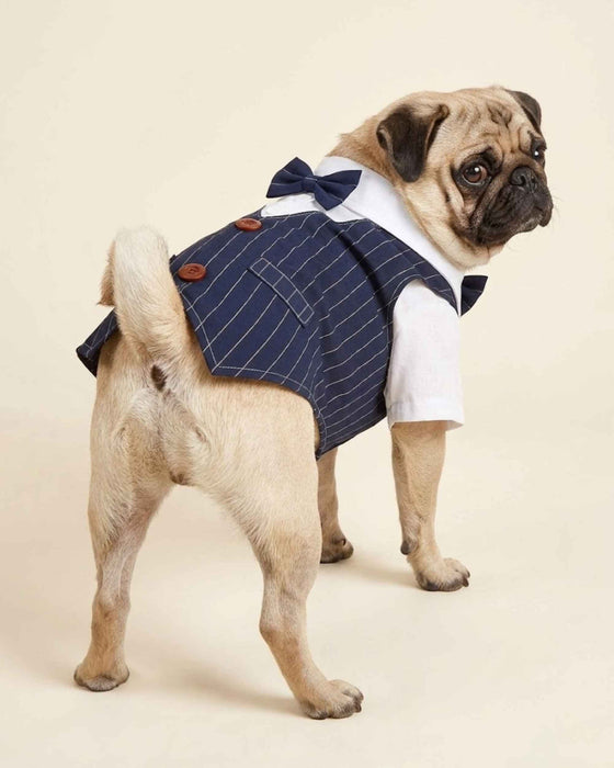 Pug wearing the navy Dapper Pinstripe Bow Tie Pet Waistcoat, showing the back bow tie, pinstripes, buttons and pocket detail