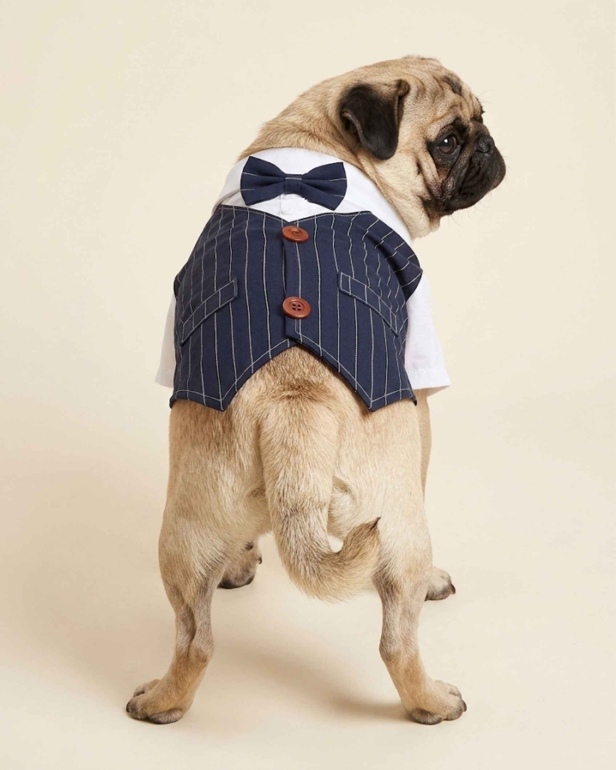Full back view of the navy pinstripe pet waistcoat with bow tie, two brown buttons, faux pocket flaps and pointed hem