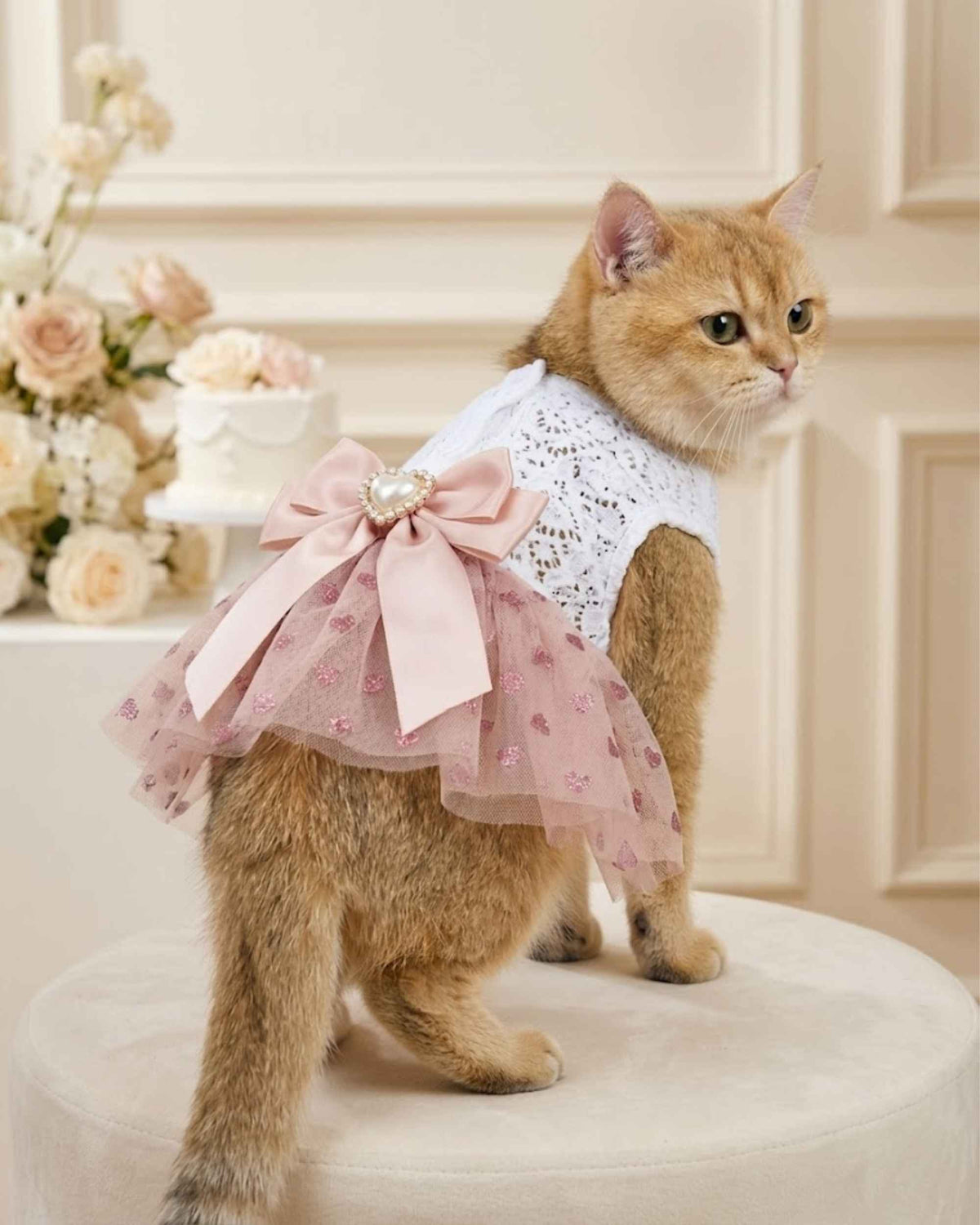 Pet wearing occasion dress in a celebration setting