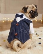 Pug wearing the navy pinstripe bow tie pet waistcoat in a celebration setting, featuring a white shirt and tailored pocket details
