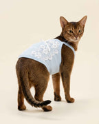 Abyssinian cat modeling the Powder Blue Floral Lace Pet Dress in horizontal lace variant, side angle.