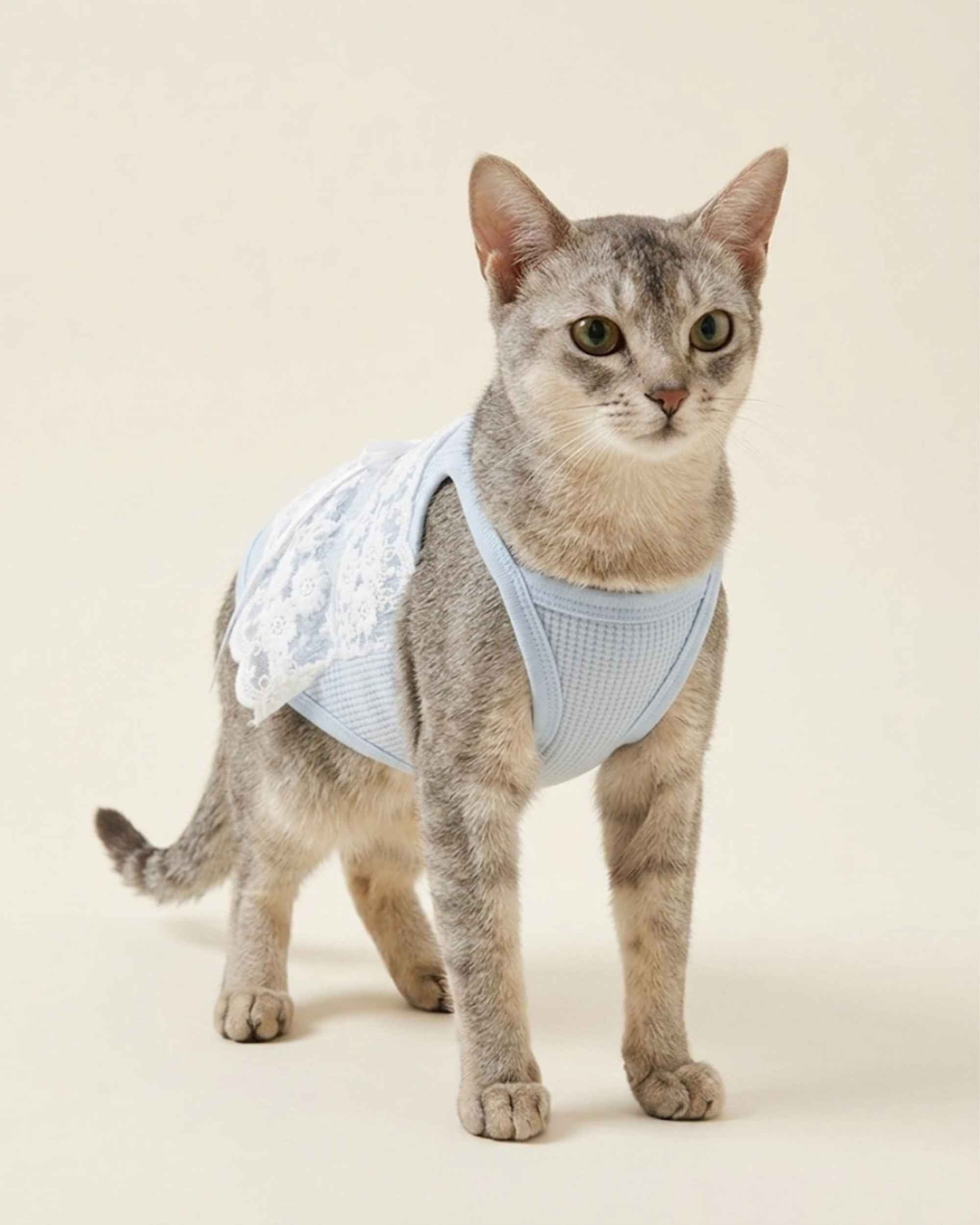 Front angle view of a grey cat wearing the powder blue ribbed waffle-knit pet dress with white lace details.