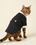 Bengal cat wearing the Midnight Black Regent Pinstripe Necktie Pet Suit with white collar, cuffs and silver back buttons