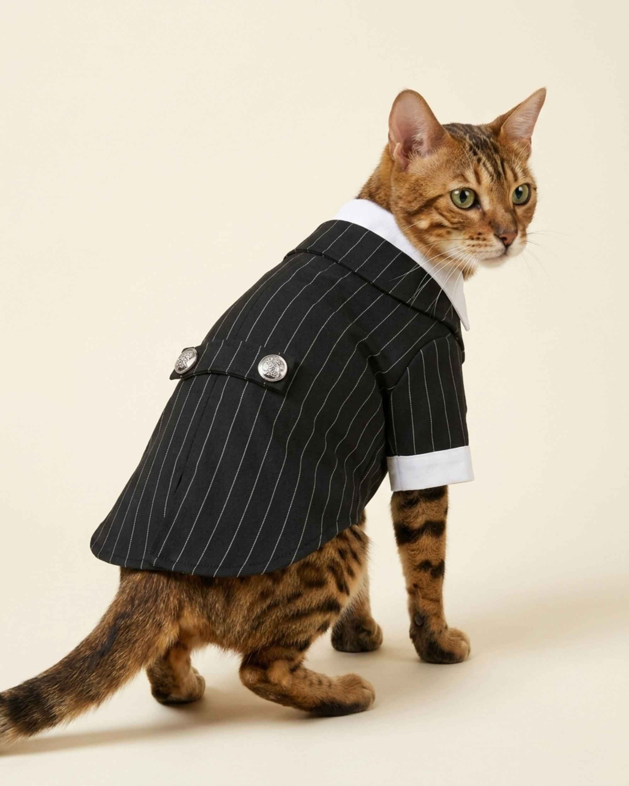 Bengal cat wearing the Midnight Black Regent Pinstripe Necktie Pet Suit with white collar, cuffs and silver back buttons