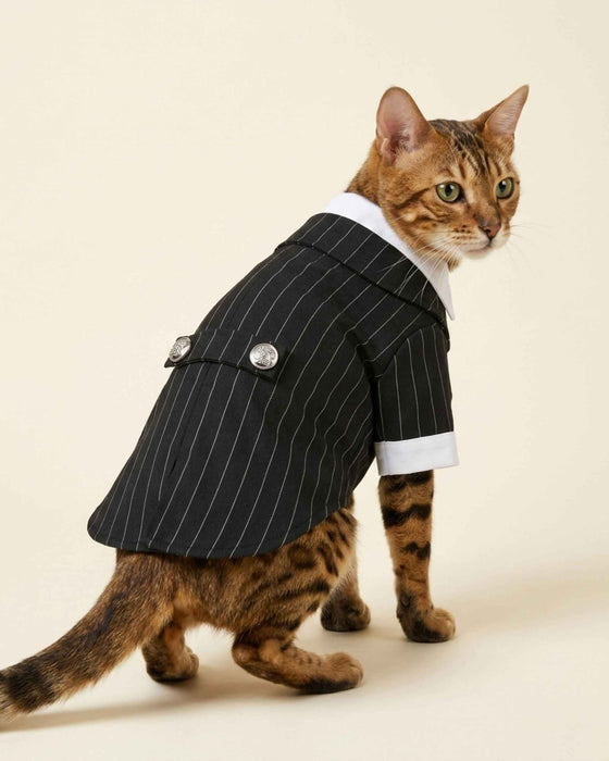 Bengal cat wearing the Midnight Black Regent Pinstripe Necktie Pet Suit with white collar, cuffs and silver back buttons