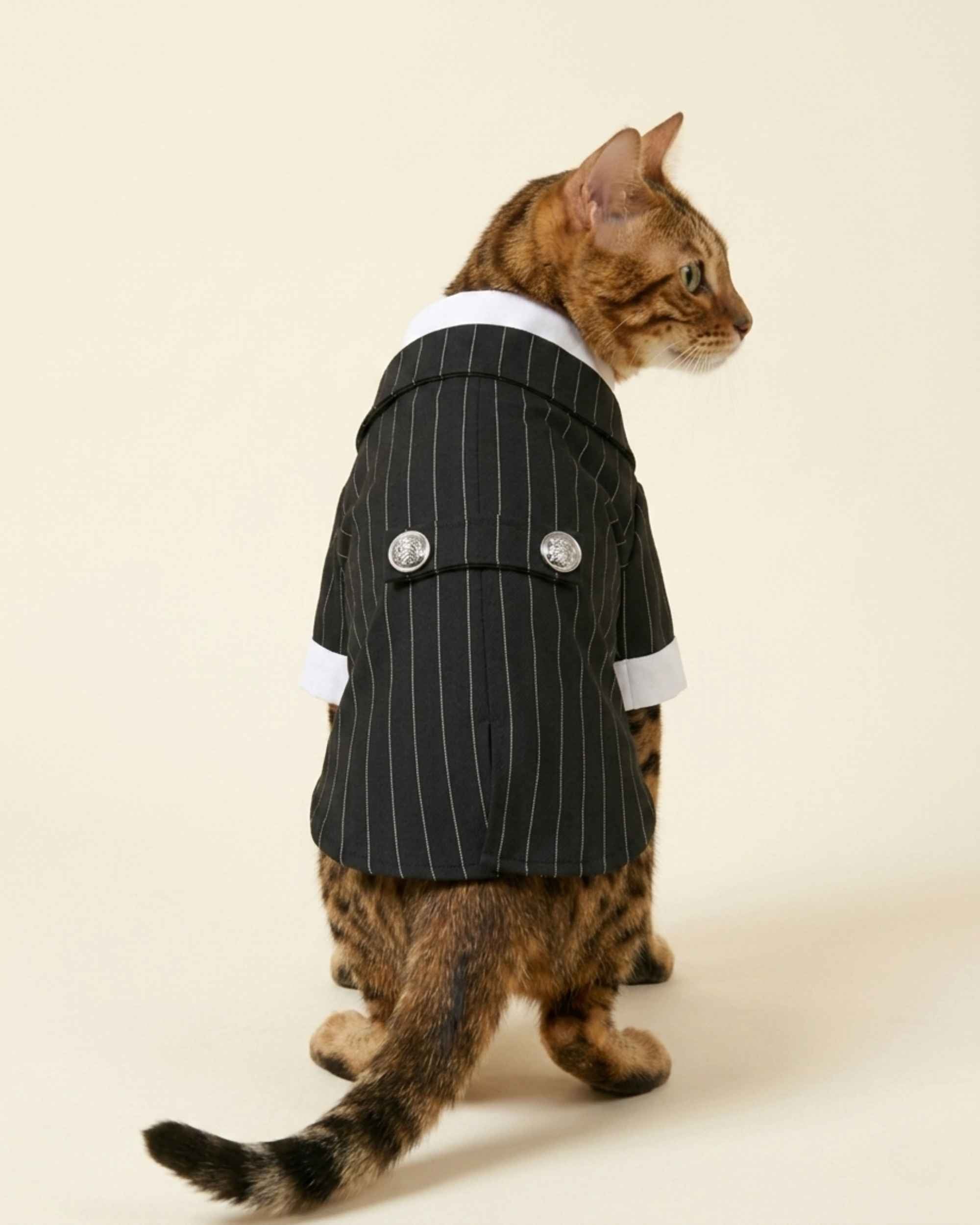 Full back view of the Midnight Black pinstripe pet suit on a Bengal cat, showing the rear tab and two silver buttons