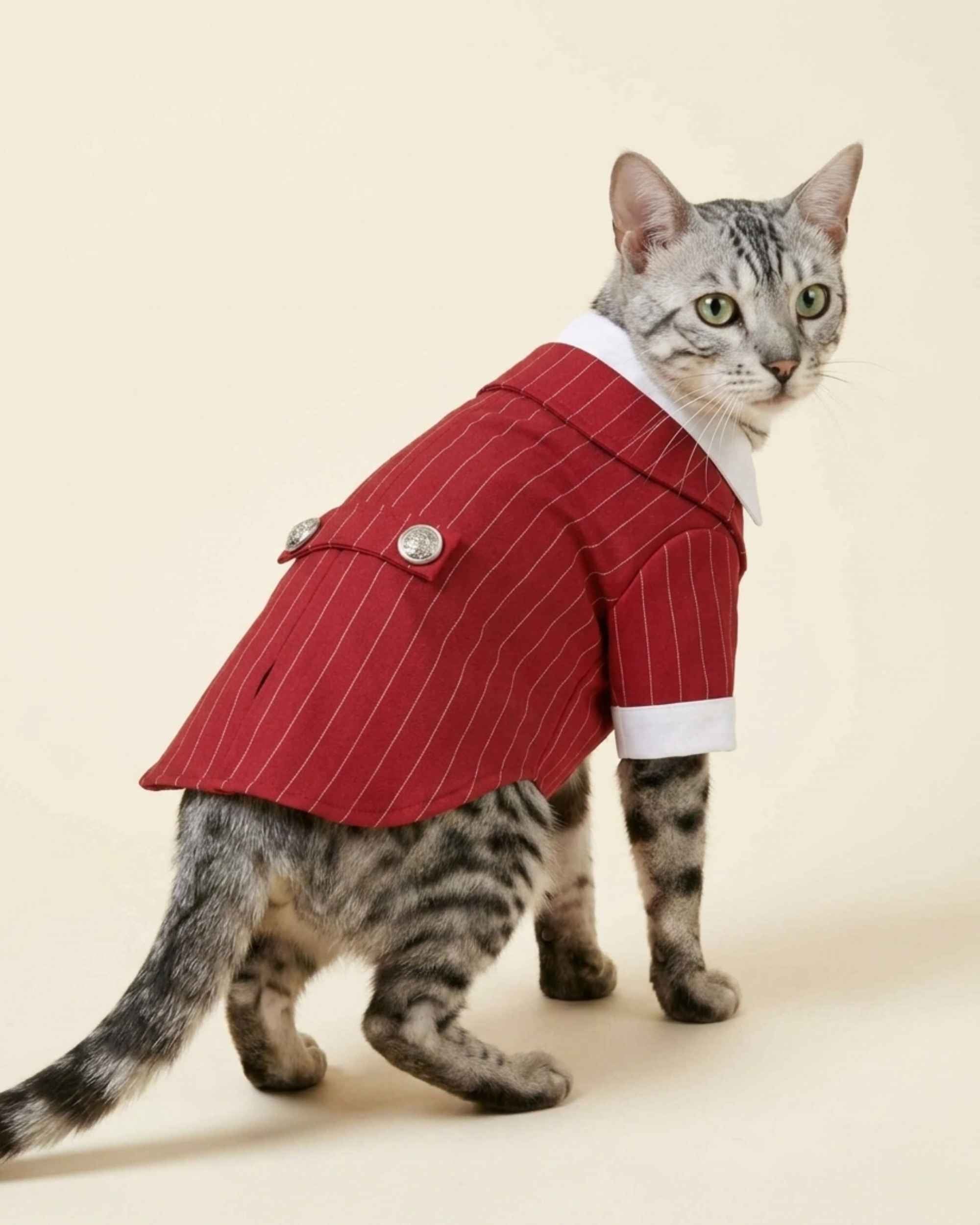 Silver Bengal cat wearing the Crimson Red Regent Pinstripe Pet Suit with white cuffs and two decorative silver back buttons