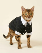 Front view of a Bengal cat wearing a black pinstripe pet suit with white collar, cuffs and attached black necktie