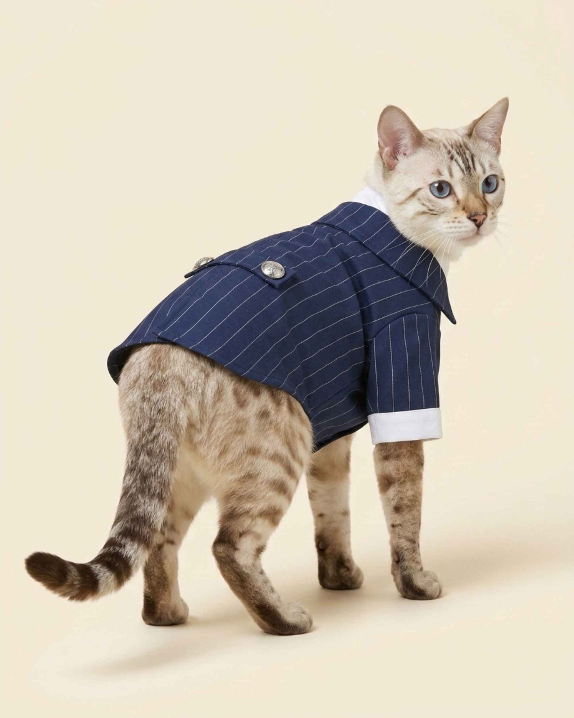 Snow Bengal cat wearing the Navy Blue Regent Pinstripe Pet Suit with white cuffs, fine pinstripes and silver back buttons