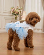 Brown toy poodle wearing a blue butterfly dress in an elegant celebration setting.