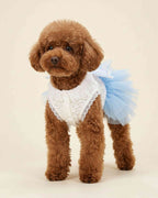 Brown toy poodle wearing a white lace and sky blue tulle butterfly dress from the front.