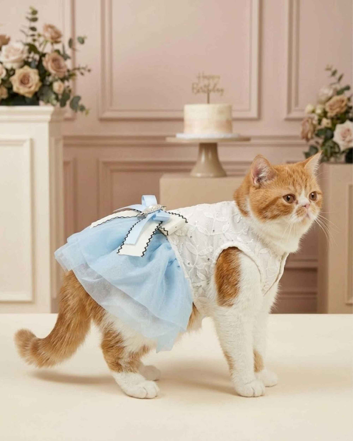 Pet wearing occasion dress in a celebration setting
