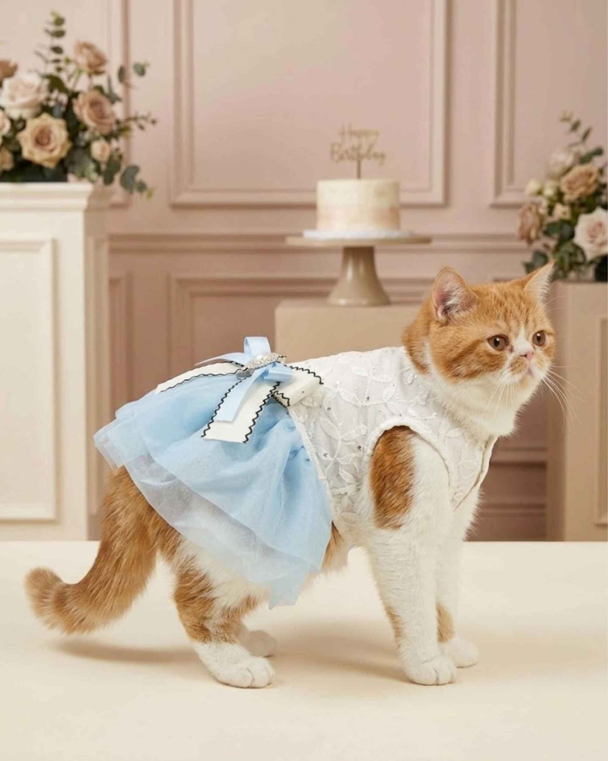 Orange and white cat wearing a sky blue lace pet dress with a layered bow in an elegant celebration setting.