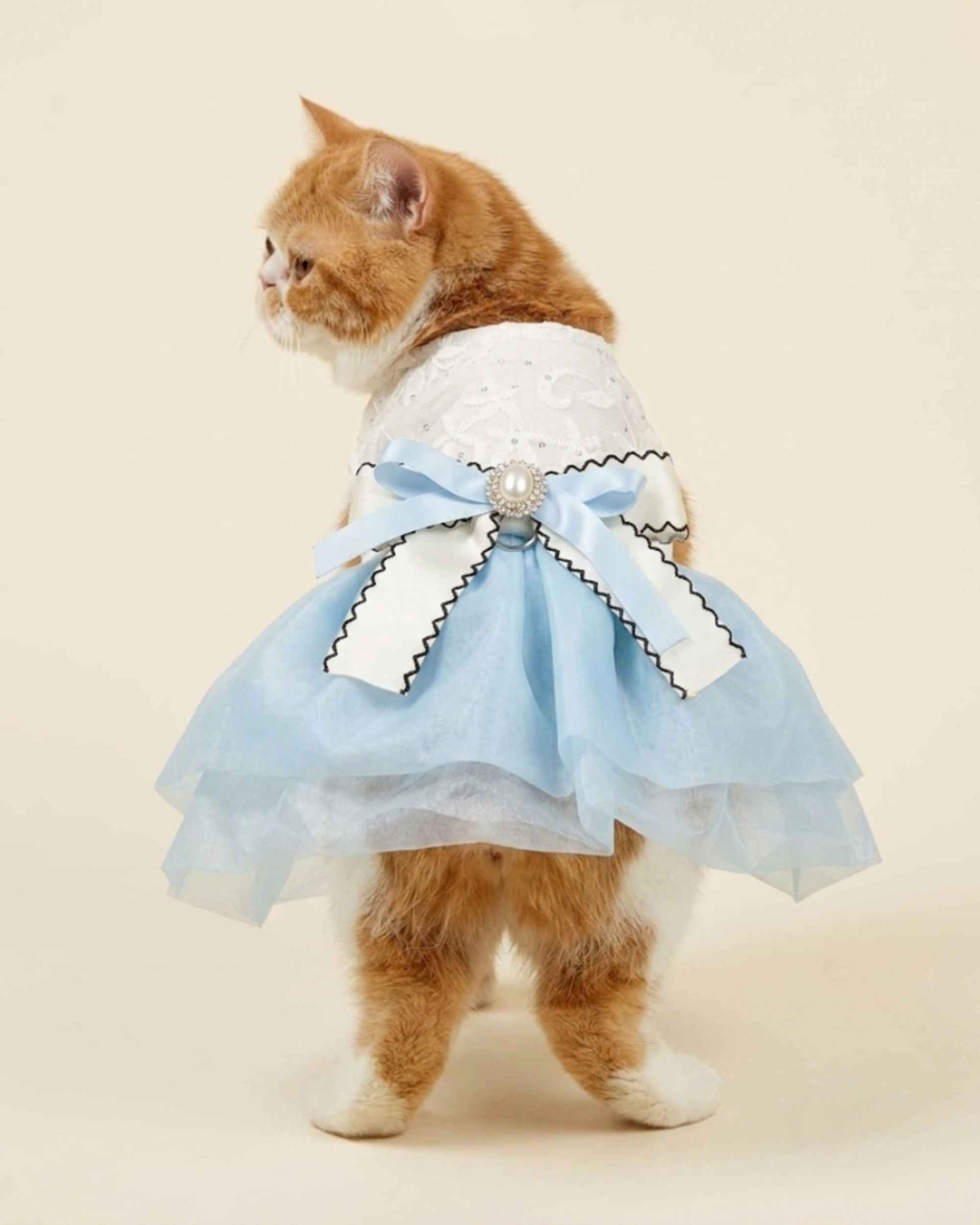 Orange and white cat wearing a sky blue pet dress, showing the layered ribbon bow and full skirt from the back.