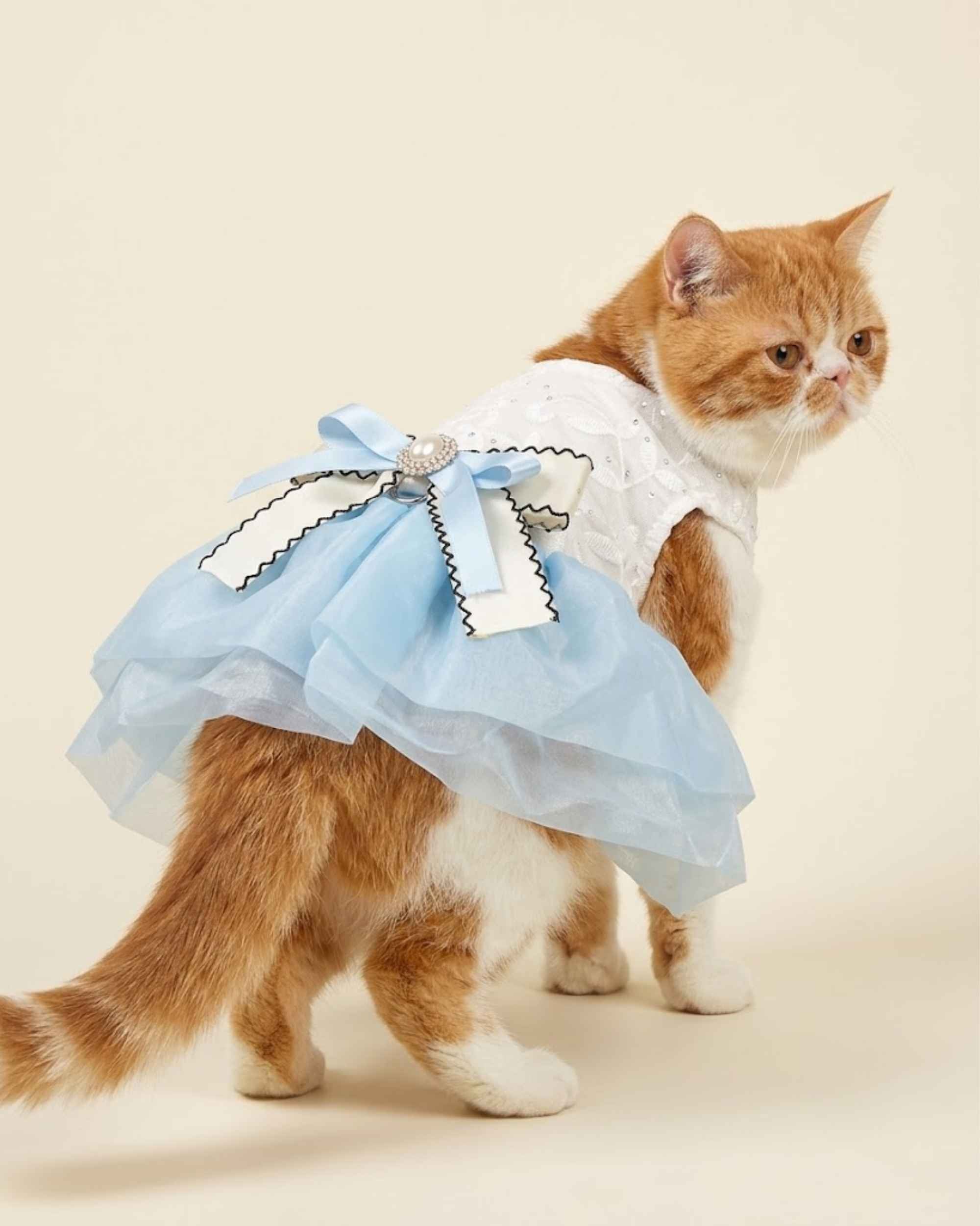 Orange and white cat wearing a sky blue lace pet dress with a layered back bow, shown from a rear three-quarter angle.
