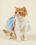 Orange and white cat wearing a sky blue pet dress with a white lace bodice, shown from the front.