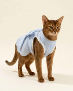 Front three-quarter view of a ruddy Abyssinian cat wearing a sky blue pet dress with floral lace trim and three snap buttons